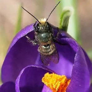 thumbnail for publication: Blue Orchard Bee, Osmia lignaria Say (Insecta: Hymenoptera: Megachilidae)